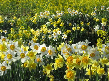 High angle view of flowers blooming on field