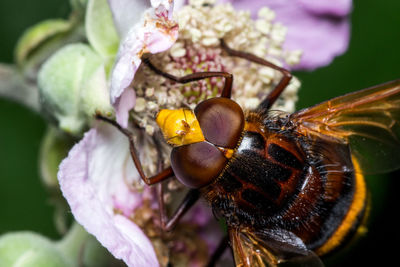 Close-up of bee on flower