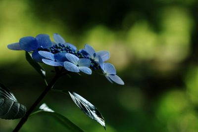 Close-up of purple flowers