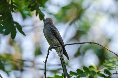 Low angle view of bird perching on tree