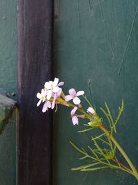 Close-up of flowering plant against wall