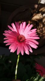 Close-up of pink flower