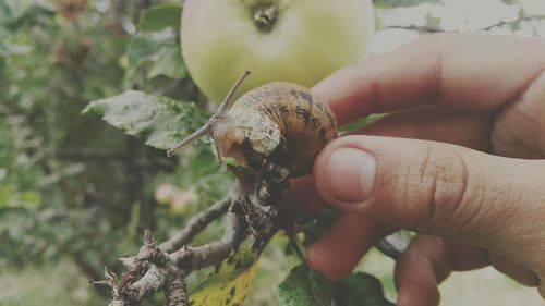 Cropped image of hand holding snail on plant