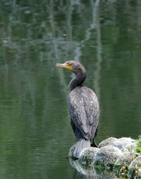 Bird perching on a lake