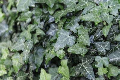 Full frame shot of wet ivy