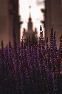 Close-up of purple flowering plants