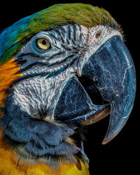 Close-up of blue parrot