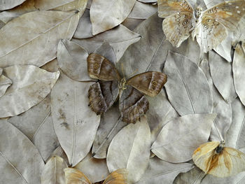 Full frame shot of dry leaves