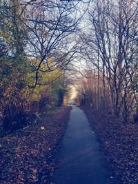 Bare trees in forest during autumn