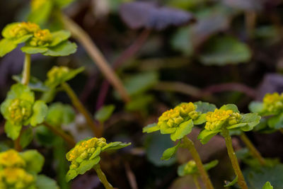 Close-up of yellow flowering plant