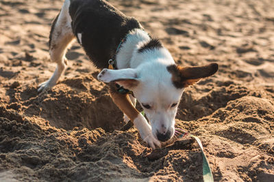 High angle view of dog on beach