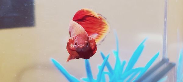 red