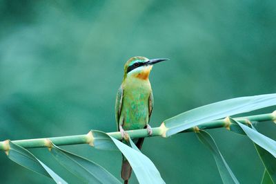 The bee-eaters are a group of non-passerine birds in the family meropidae.