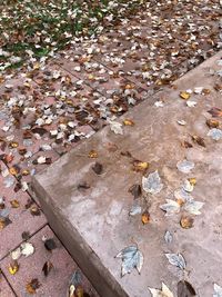 Close-up view of autumn leaves