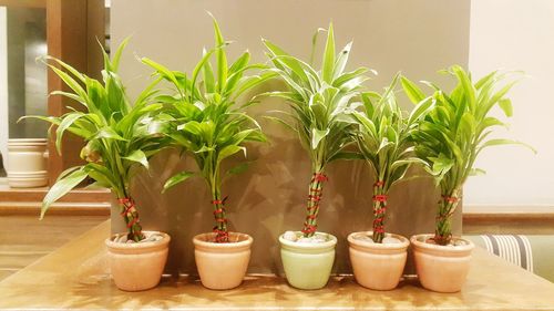 Potted plants