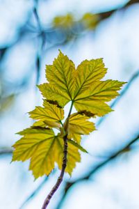 Close-up of leaves