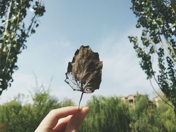 Close-up of hand holding leaf against sky