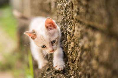 Close-up portrait of a cat