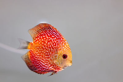 Close-up of orange fish in tank