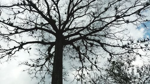 Low angle view of bare trees against sky