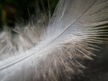 Close-up of feather on plant