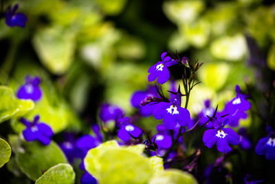 Close-up of purple flowers blooming outdoors