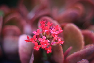 Close-up of pink flowers