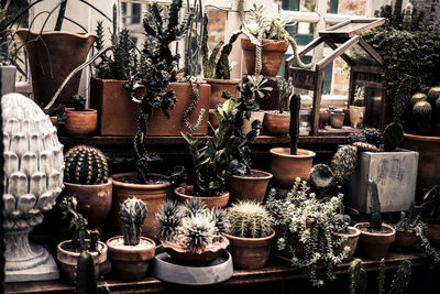 Potted plants at market stall