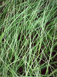 Full frame shot of bamboo on field