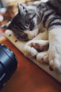 High angle view of cat lying down on floor