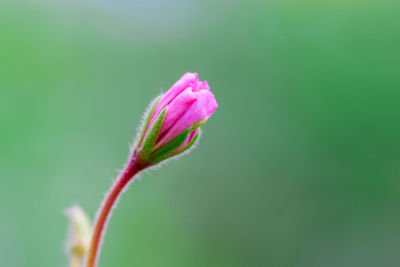 Close-up of flower blooming outdoors