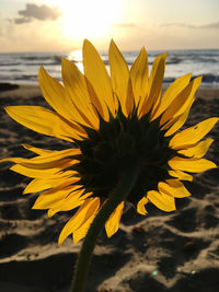 Close-up of yellow flower on land against sky