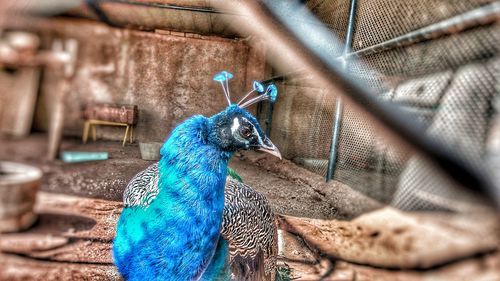 Close-up of blue head