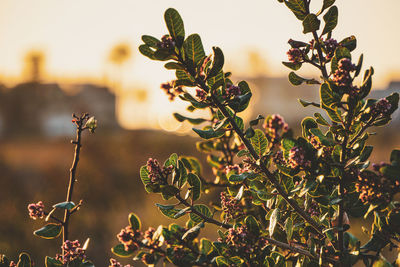 Close-up of flowering plant at sunset