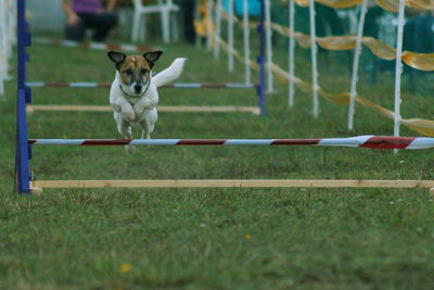 Dog on grass