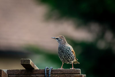 Bird perching on wooden post