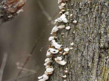 Close-up of lichen on tree trunk during winter