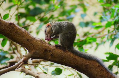 Close-up of lizard on tree