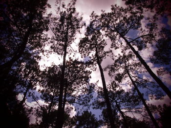 Low angle view of trees against sky