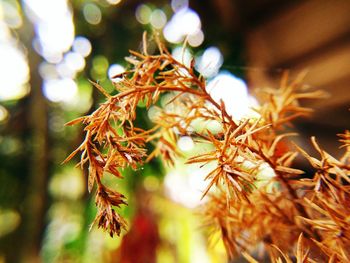 Low angle view of leaves