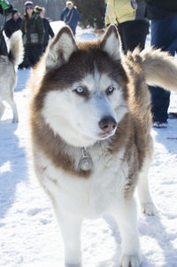 Portrait of dog on snow