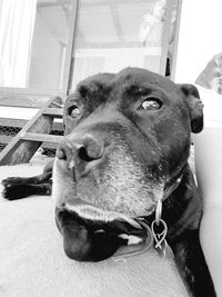 Close-up portrait of a dog at home