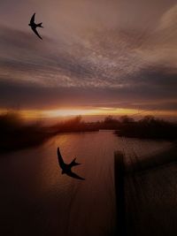 Silhouette birds flying over pond against sky during sunset