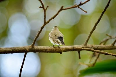 Low angle view of bird perching on tree