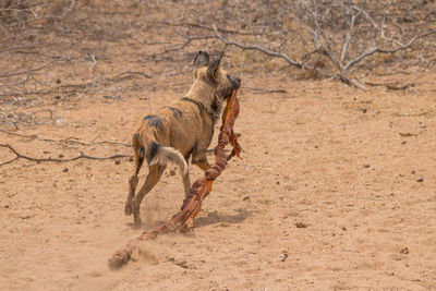 Horse running in desert