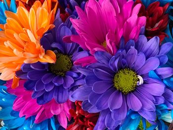 Close-up of multi colored daisy flowers