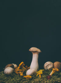 Close-up of mushrooms