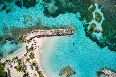 High angle view of coral in swimming pool