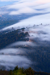 Fog wave on mountain tamalpais, san francisco bay area