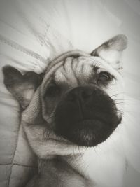 Close-up portrait of dog relaxing on bed